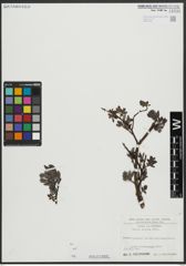 Foto von Salix alpina Scop.